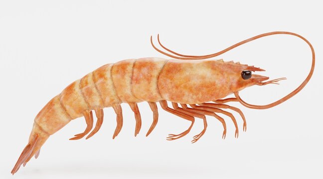 Realistic 3D Render of Shrimp