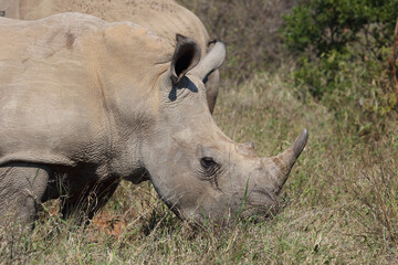 Breitmaulnashorn / Square-lipped rhinoceros / Ceratotherium Simum