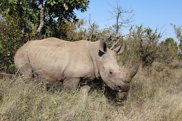 Fototapeta premium Breitmaulnashorn / Square-lipped rhinoceros / Ceratotherium Simum