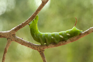 Unique Caterpillars on Nature Place