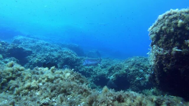 Mediterranean sea underwater lfe - Big Dentex swimming in a reef
