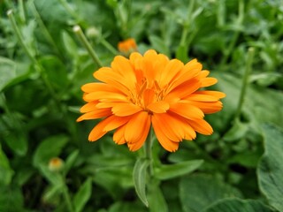 Calendula officinalis, the pot marigold, ruddles, common marigold or Scotch marigold. Floral desktop background