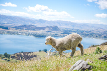 Sheep on Roys Peak Track, Wanaka, New Zealand