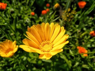 Calendula officinalis, the pot marigold, ruddles, common marigold or Scotch marigold. Floral desktop background