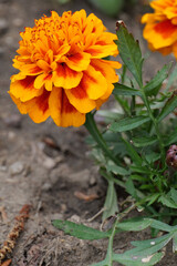 vertical close-up marigold orange flower in the garden
