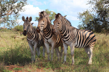 Steppenzebra / Burchell's zebra / Equus burchellii