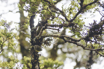 New Zealand Robin 
