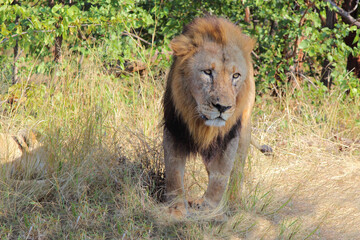 Afrikanischer Löwe / African lion / Panthera leo..