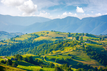 Fototapeta premium mountainous countryside landscape. hill with trees on rural fields rolling in to the distant ridge beneath a bright sky with clouds. wonderful summer scenery in morning light
