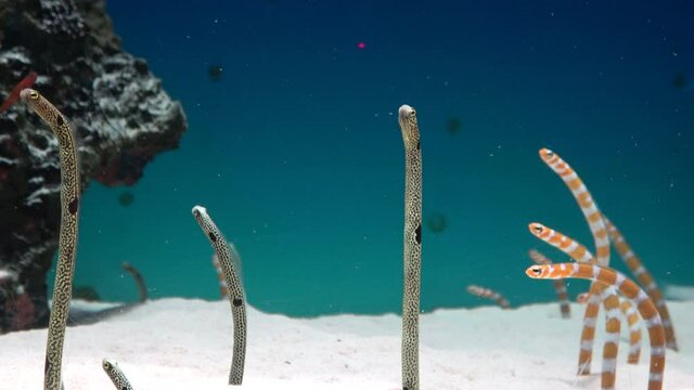 Spotted Garden Eels and Splendid Garden Eels coming out from / hiding into the sand burrow. 4K