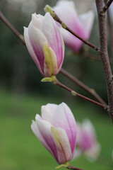vertical shot close-up pink magnolia flowers
