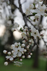 tree blossom, cherry