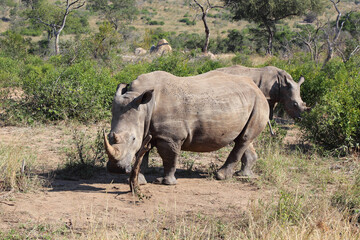 Obraz premium Breitmaulnashorn / Square-lipped rhinoceros / Ceratotherium Simum