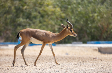 Arabian Reem Gazelle in wildlife conservation park, Abu Dhabi, United Arab Emirates