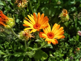 Calendula officinalis, the pot marigold, ruddles, common marigold or Scotch marigold. Floral desktop background