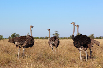 Strauß / Ostrich / Struthio camelus