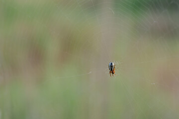 spider on the web