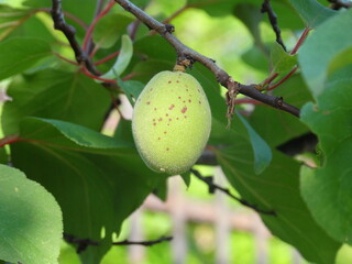 close-up green apricot on a tree in the sunlight