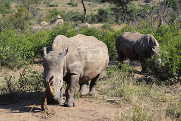 Fototapeta premium Breitmaulnashorn / Square-lipped rhinoceros / Ceratotherium Simum