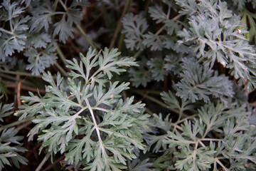 Wormwood against background. Leaves from wormwood used like medicinal plant.