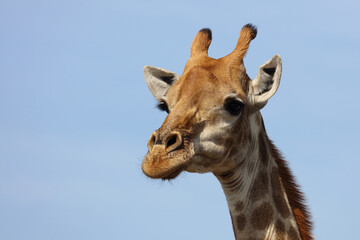 Giraffe / Giraffe / Giraffa camelopardalis