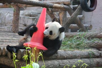 giant panda bear
