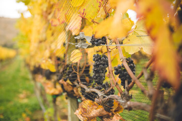 Vineyard - Pinot Noir, Central Otago, New Zealand