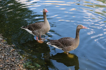 country goose on the beach