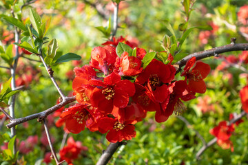 Red bright flowers of Japanese quince tree (Maule's quince, Chaenomeles japonica). Texas scarlet flower shrub with young green leaves. Flowering spring floral background.