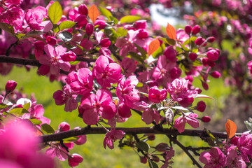 Apple tree flowers (Malus Crabapple). Spring pink flowering peach branches, fragrant spring blossom with young green leaves. Floral background.