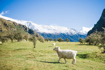 Obraz premium Lambs in Matukituki Valley, Mount Aspiring National Park, Te waipounamu, New Zealand