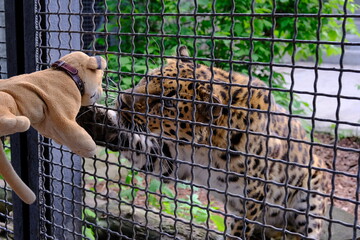 leopard in zoo