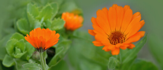 closeup  on beautiful orange flowers of marigold blooming in green background