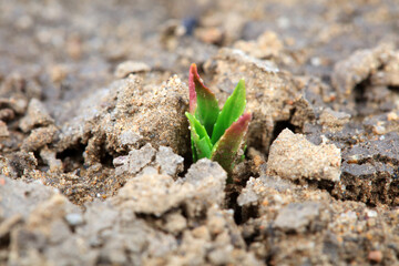 Plants sprout out of the soil