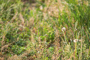 Weeds with seeds on the lawn in a strong hurricane wind swing, bend, vibrate. Selective focus.