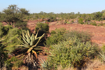Afrikanischer Busch - Krügerpark - Red Rocks / African Bush - Kruger Park - Red Rocks /