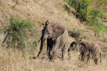 Fototapeta premium Afrikanischer Elefant / African elephant / Loxodonta africana...