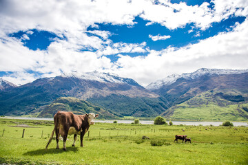 Cows in Matukituki Valley, Mount Aspiring National Park, Te waipounamu, New Zealand