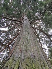 &Aacute;rbol milenario en el Parque y jardines de la Casita del Pr&iacute;ncipe, San Lorenzo de El Escorial ,Madrid ,Espa&ntilde;a