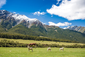 Fototapeta na wymiar Lambs & Cow in Matukituki Valley, Mount Aspiring National Park, Te waipounamu, New Zealand