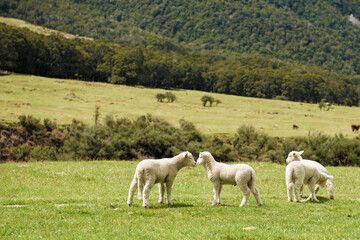 Lambs in Matukituki Valley, Mount Aspiring National Park, Te waipounamu, New Zealand