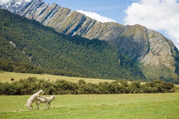 Lambs in Matukituki Valley, Mount Aspiring National Park, Te waipounamu, New Zealand