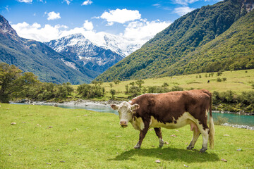 Fototapeta na wymiar Cow in Matukituki Valley, Mount Aspiring National Park, Te waipounamu, New Zealand