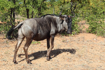 Streifengnu / Blue wildebeest / Connochaetes taurinus