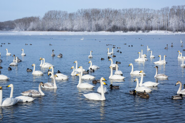 White swans swimming in the nonfreezing winter lake