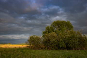 Bushes in the field against the backdrop of a dramatic sky. The sun's rays illuminate the field.