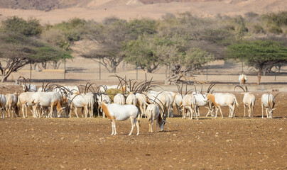 Huge herd of Scimitar-Horned Oryx (Sahara Oryx) at a wildlife conservation park in Abu Dhabi, United Arab Emirates