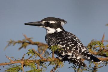 Graufischer / Pied kingfisher / Ceryle rudis