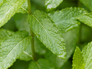 mint leaves © ClaudioArnese