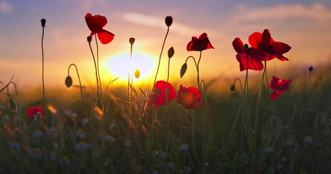 Poppy flowers in green agricultural field against sunset dramatic sky
